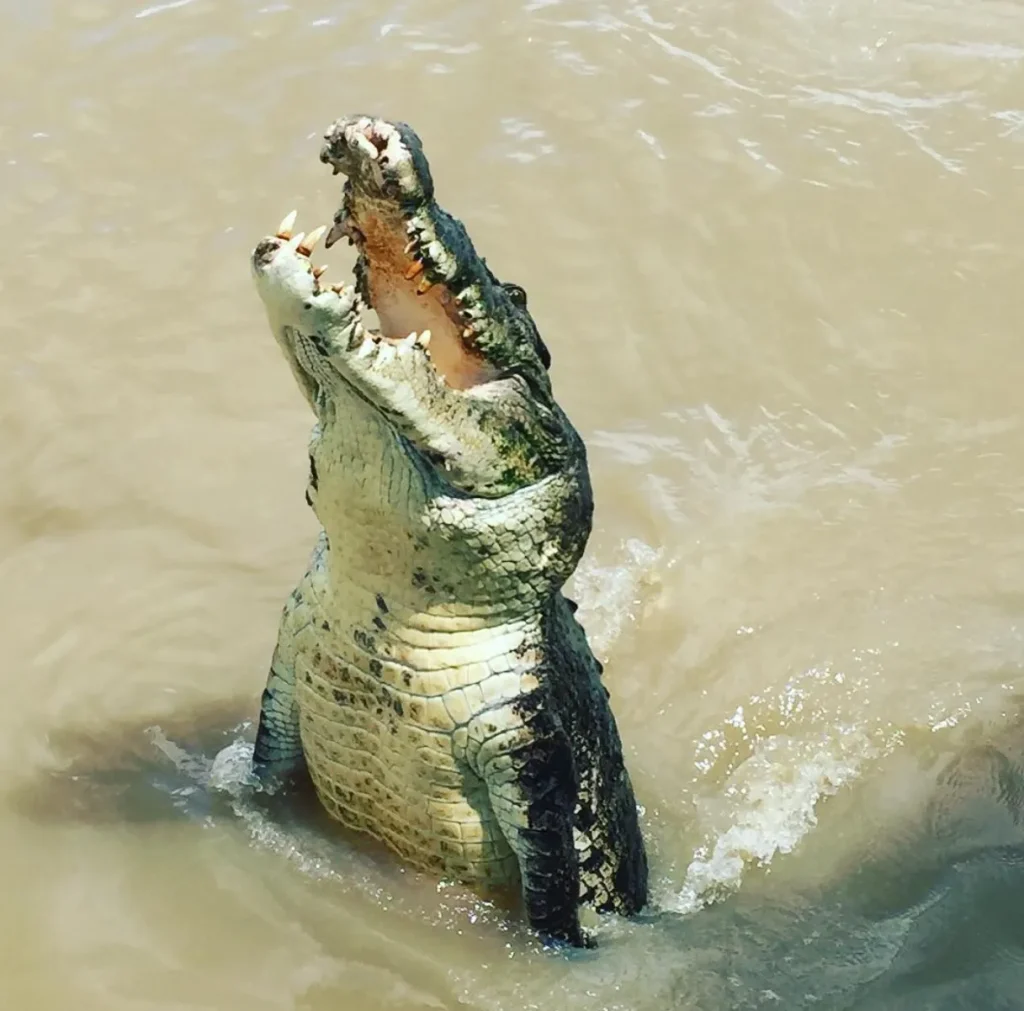 Crocodile Attacks