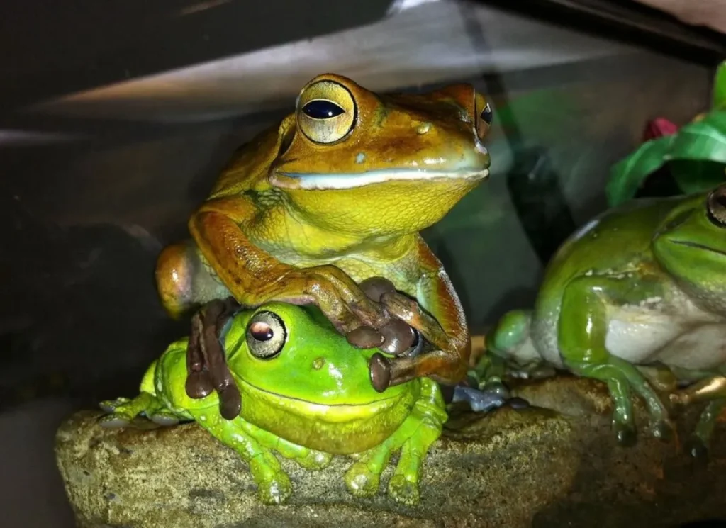 Green Tree Frog