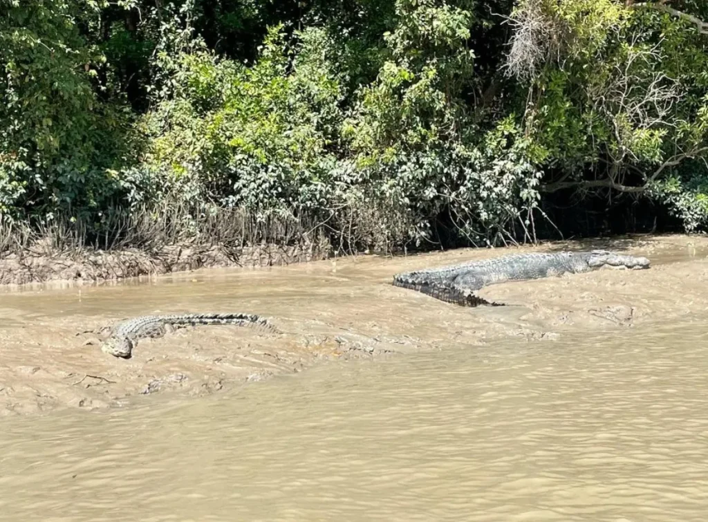 Mating Rituals and Courtship Displays