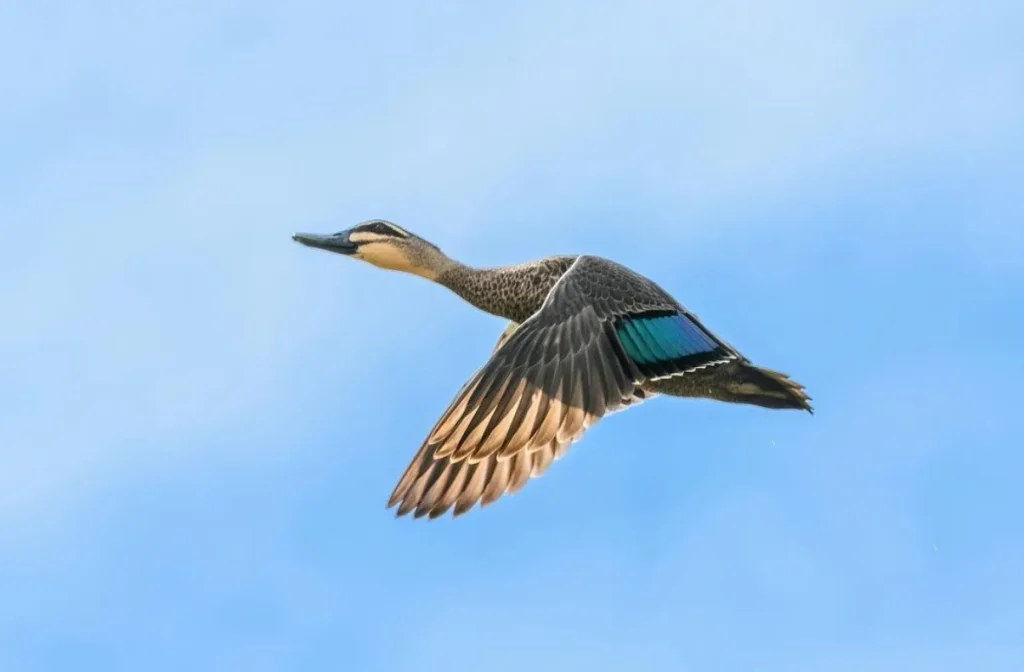 Pacific Black Ducks