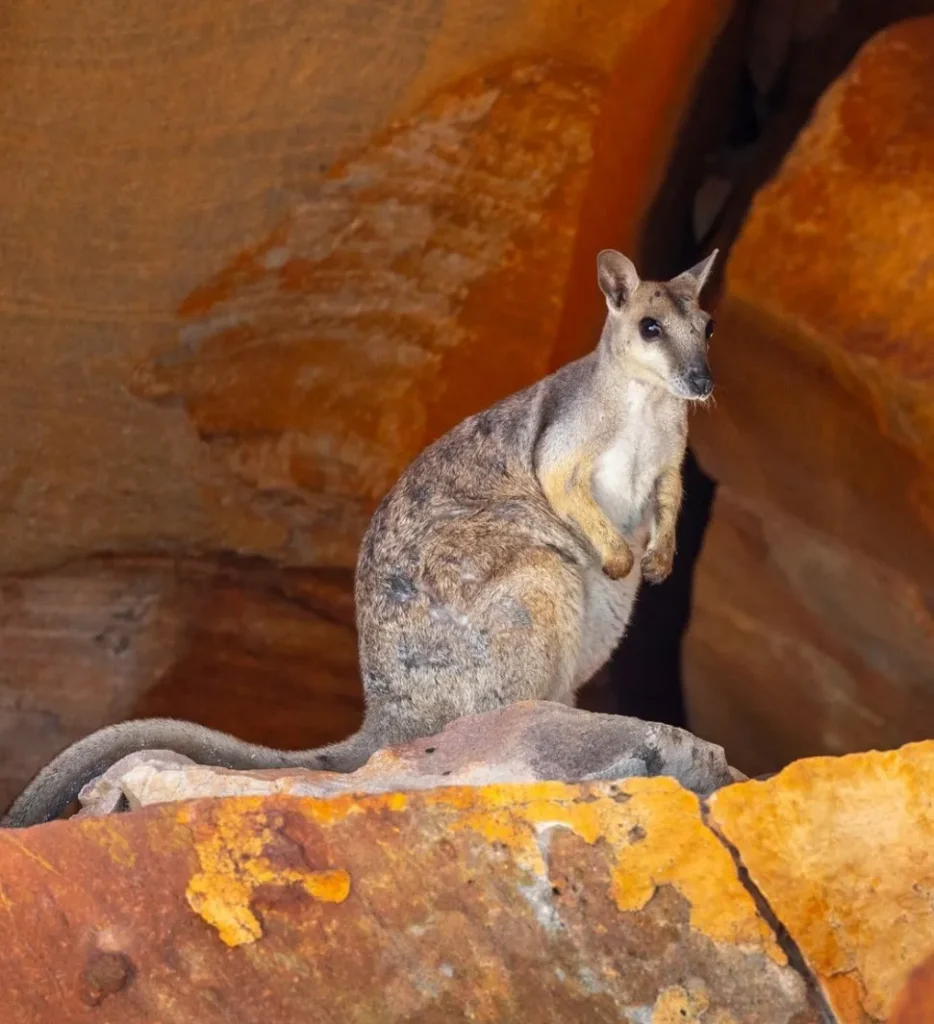 Short-Eared Rock Wallaby