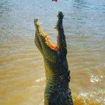 The Behavior of Jumping Crocodiles During Mating Season