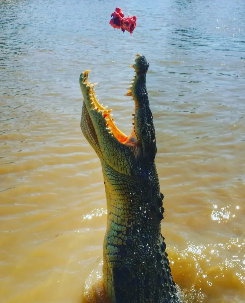 The Behavior of Jumping Crocodiles During Mating Season