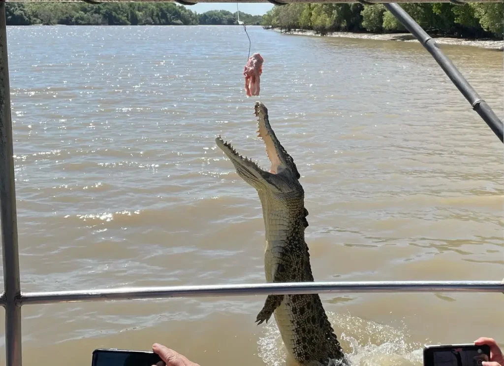 saltwater crocodiles