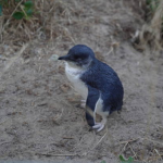 penguin tours phillip island