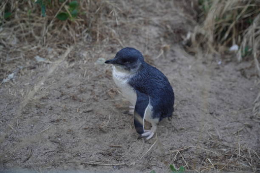 penguin tours phillip island