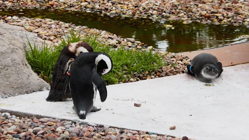 Embark on Penguin Tours at Phillip Island